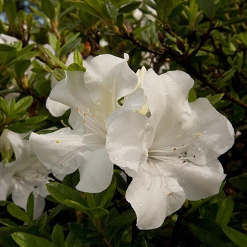 Rhododendron (Azalea) - Encore&reg; 'Autumn Ivory&reg;'