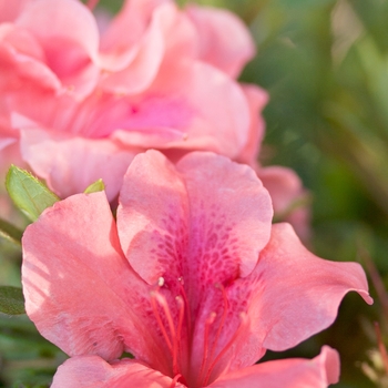 Rhododendron (Azalea) - Encore&reg; 'Autumn Coral&reg;'