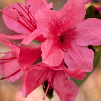Rhododendron (Azalea) - Encore&reg; 'Autumn Cheer&reg;'