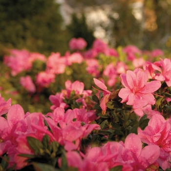 Rhododendron (Azalea) COPY - Encore® 'Autumn Empress™'