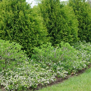 Aronia melanocarpa - 'Ground Hug®' Chokeberry