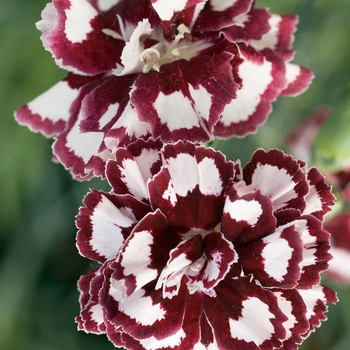 Dianthus (Pinks) - Fruit Punch&reg; 'Coconut Punch'