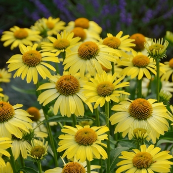 Echinacea (Coneflower) - Butterfly 'Cleopatra'