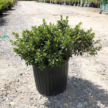 Rhododendron Satsuki hybrid - 'Gumpo Pink' Azalea