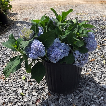 Hydrangea macrophylla - 'Nikko Blue' Bigleaf Hydrangea