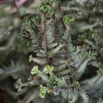 Athyrium niponicum - 'Crested Surf' Japanese Painted Fern