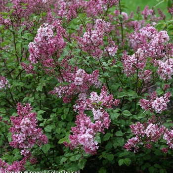 Syringa (Lilac) - Scent and Sensibility™ 'Pink'