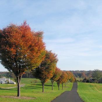 Zelkova serrata - 'Village Green' Japanese Zelkova