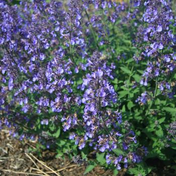 Nepeta x faassenii - 'Junior Walker™' Catmint