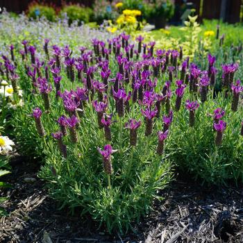 Lavandula stoechas - 'Primavera' Spanish Lavender