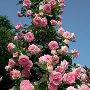 Rosa - 'Eden Climber&reg;' Climbing Rose