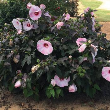 Hibiscus moscheutos (Rose-Mallow) - Head Over Heels&reg; 'Blush'