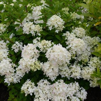 Hydrangea paniculata - 'Bombshell'