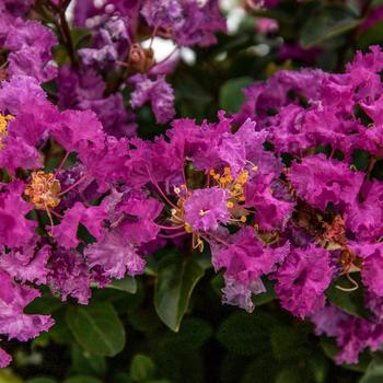 Lagerstroemia indica - Bellini&reg; 'Grape'