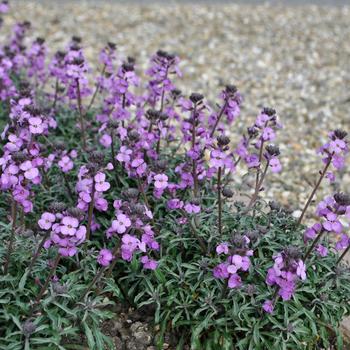 Erysimum linifolium - 'Bowles Me Away' Wallflower