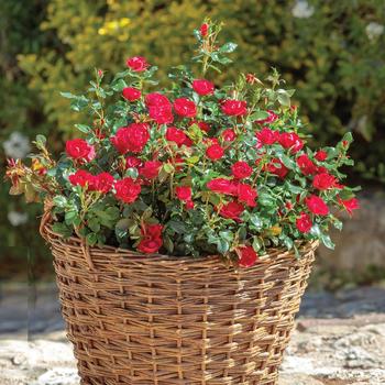 Rosa 'Radral' - Knock Out&reg; Petite