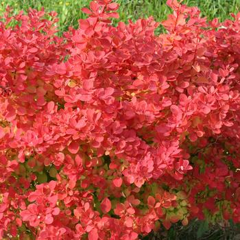 Berberis thunbergii - 'Sunjoy Neo&trade;' Barberry