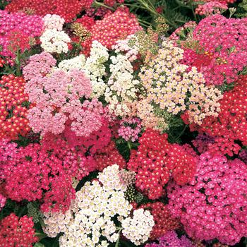 Achillea millefolium - 'Summer Berries' Yarrow