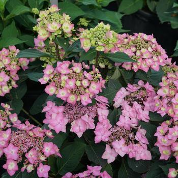 Hydrangea macrophylla x serrata (Reblooming Hydrangea) - Let's Dance® 'Can Do!'