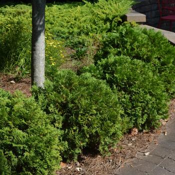 Thuja occidentalis - 'Mr. Bowling Ball&reg;' Arborvitae