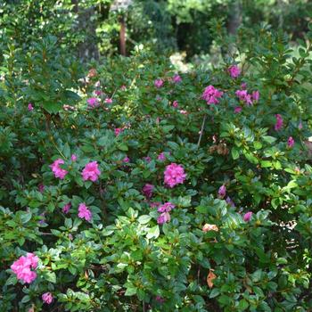 Rhododendron (Azalea) - Encore® 'Autumn Princess®'