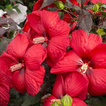 Hibiscus moscheutos (Rose-Mallow) - Head Over Heels® 'Desire'