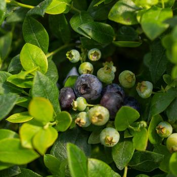 Vaccinium (Blueberry) - Bushel and Berry® 'Southern Bluebelle™'