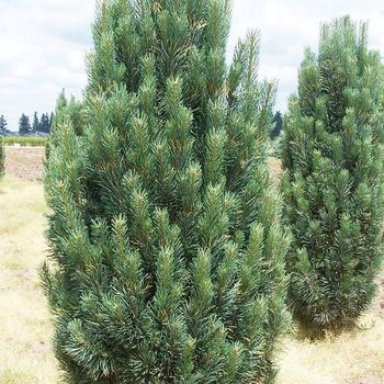 Pinus strobus - 'Fastigiata' Eastern White Pine