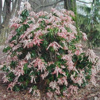 Pieris japonica - 'Dorothy Wycoff' Dorothy Wycoff Pieris