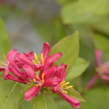 Lonicera tatarica - 'Arnold Red' Arnold Red Honeysuckle