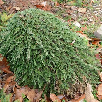 Juniperus horizontalis - 'Pancake' Creeping Juniper