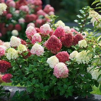 Hydrangea paniculata - 'Little Lime Punch™' Panicle Hydrangea