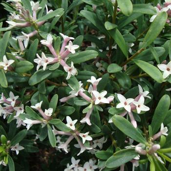 Daphne x transatlantica - Eternal Fragrance