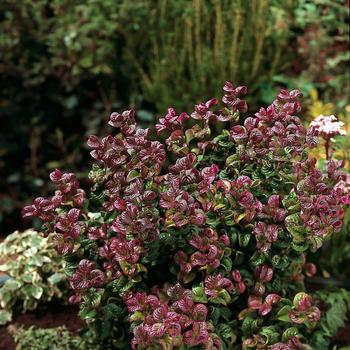 Leucothoe axillaris - 'Curly Red' Coastal Dog Hobble