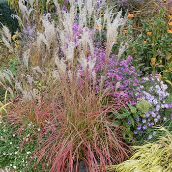 Miscanthus sinensis - 'Little Miss' Maiden Grass