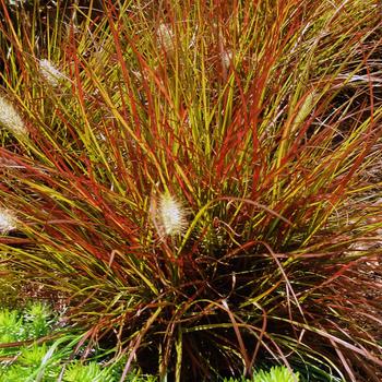 Pennisetum alopecuroides - 'Burgundy Bunny' Fountain Grass