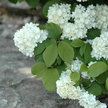 Viburnum plicatum f. plicatum - 'Newport' Doublefile Viburnum