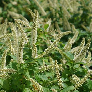 Itea virginica - 'Fizzy Mizzy®' Sweetspire