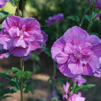 Hibiscus syriacus (Rose of Sharon) - Chiffon&reg; 'Dark Lavender'