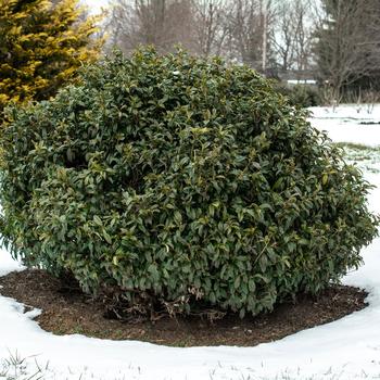 Prunus laurocerasus - 'Chestnut Hill' Cherry Laurel