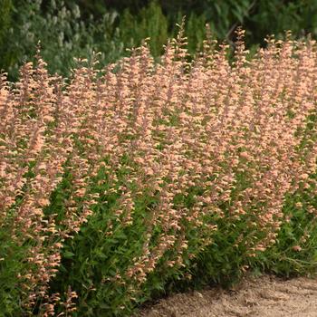 Agastache (Hummingbird Mint) - Meant to Bee&trade; 'Queen Nectarine'