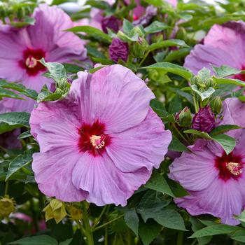 Hibiscus (Hardy Hibiscus) - Summerific&reg; 'Lilac Crush'