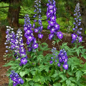Delphinium elatum (Larkspur) - New Millennium&trade; 'Purple Passion'