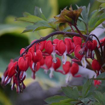 Dicentra spectabilis - 'Valentine&reg;' Bleeding Heart