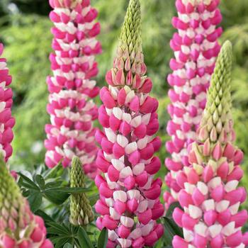 Lupinus polyphyllus (Lupine) - Westcountry&trade; 'Rachel de Thame'