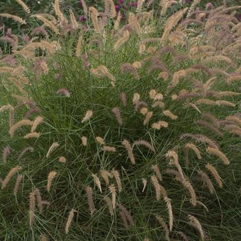 Pennisetum orientale - 'Karley Rose' Oriental Fountain Grass