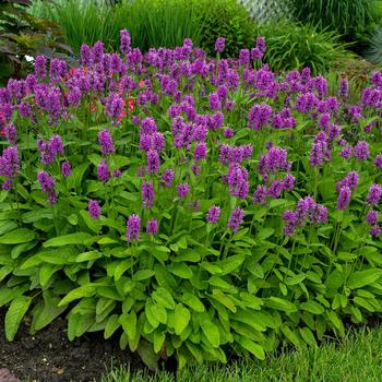 Stachys monieri - 'Hummelo' Betony