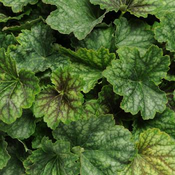 Heuchera - 'Carnival Cocomint' Coral Bells