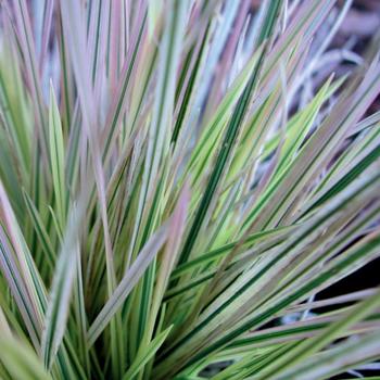 Deschampsia caespitosa - ''Northern Lights'' Variegated Tufted Hair Grass