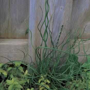 Juncus effusus - ''Spiralis'' Corkscrew Rush